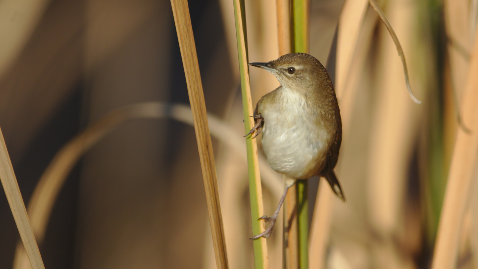 image Little Rush-Warbler